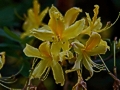 Rhododendron luteum IMG_9481 Azalia pontyjska